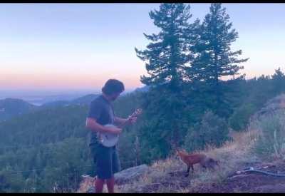 Playing banjo for a wild fox! He came back for an encore!