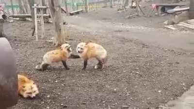 I'm posting an interesting screaming fox video