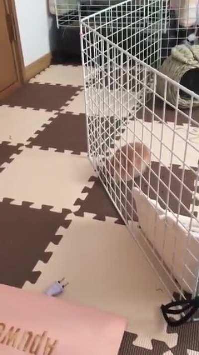 Bunny squeezes its entire body through a single square of the cage.