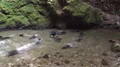 🔥 For about a month each year baby seals come to play in this waterfall north of Kaikoura, New Zealand. It's the only place in the world where this is known to occur.