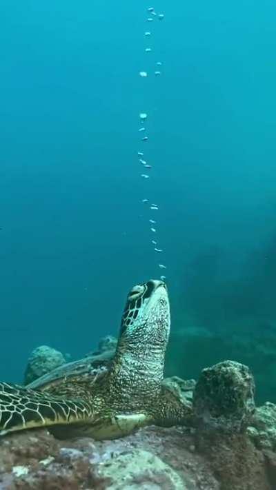 Sea turtle staying perfectly still while it naps underwater