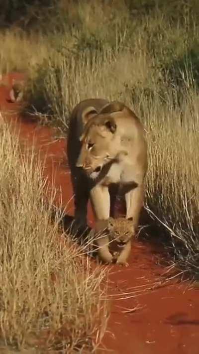 Lioness holds back her little cub with her claw to prevent it from getting too far ahead