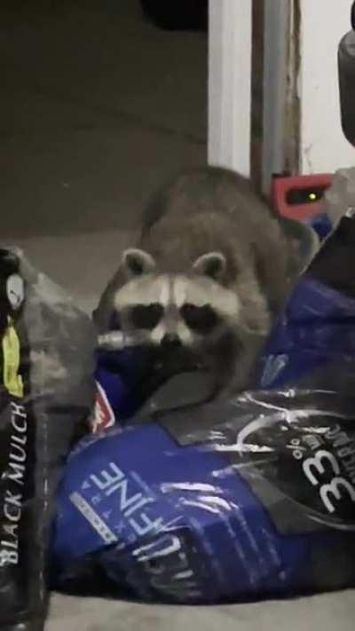 Raccoon vs Garden Hose