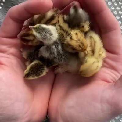 handful of chicks