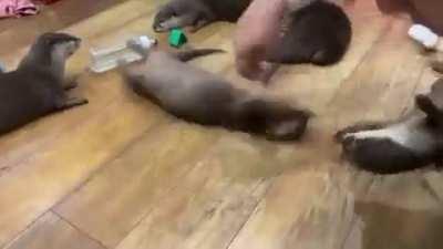 Otters begging for spins