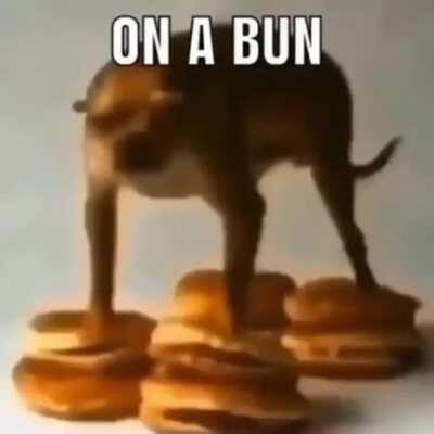 bun dog