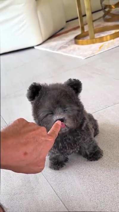 The most adorable fluffy pupper