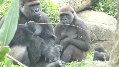 Silverback Gorilla father and wife