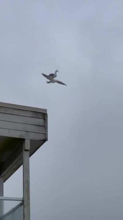 Seagull taking ride on another Seagull.