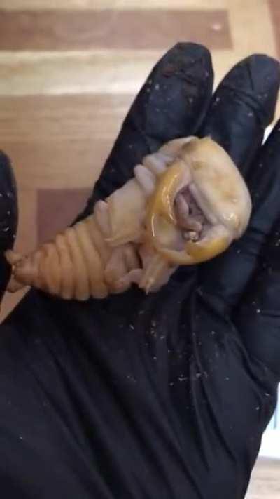 Stag Beetle Pupa