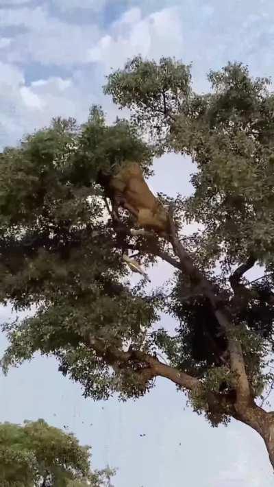 Lioness climbs into a tree after a female leopard with a kill