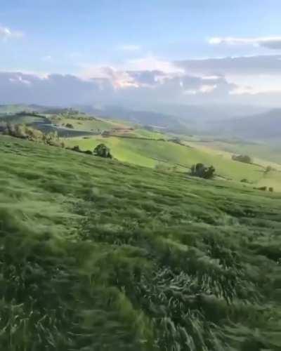 Wavy grass on a mountainside