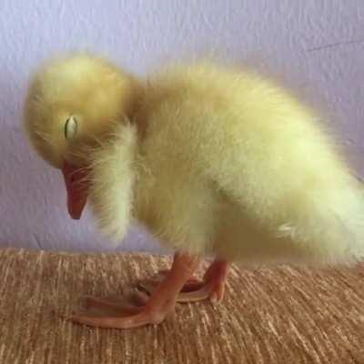 Duckling trying to not fall asleep