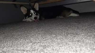 The demon under my bed is fluffy, and refuses bedtime.