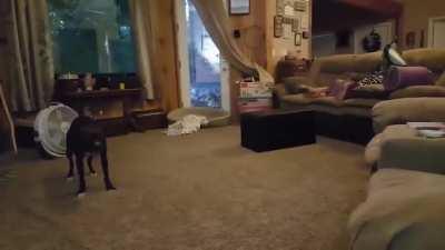 Funny Pit bull dog gets the zoomies