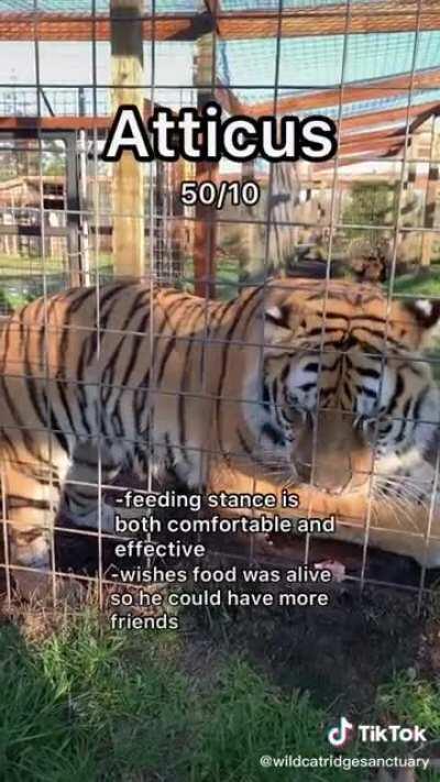 Rating the big cats during feeding