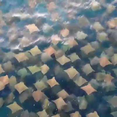 Drone footage capture Rays swimming in Australia