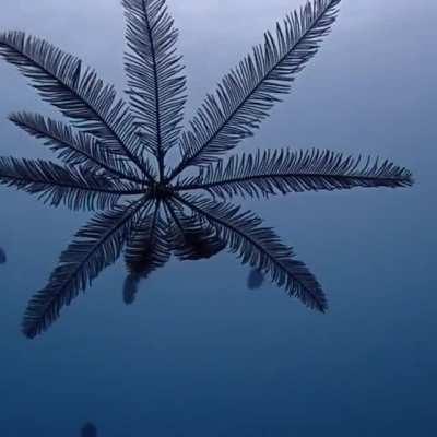 🔥 Swimming Feather Star (Crinoid)