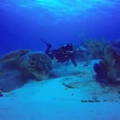 This may be the largest turtle ever recorded on camera !