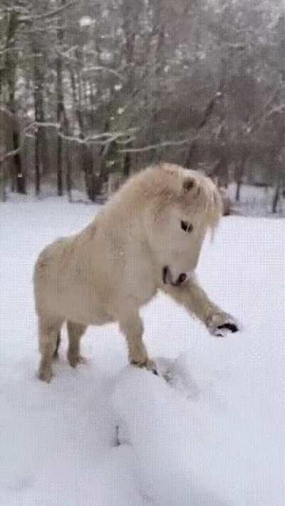 Enjoying the snow