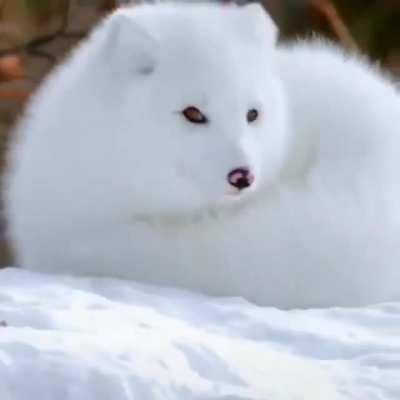 Snowy fluffy cloud