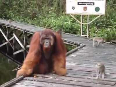 Don't steal a banana out of an orangutan's mouth