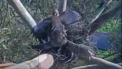 🔥 Owl protects its nest from eagle's attack