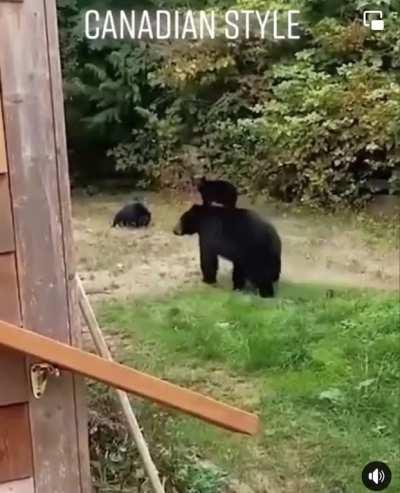 Dealing with bears on your lawn using different methods.