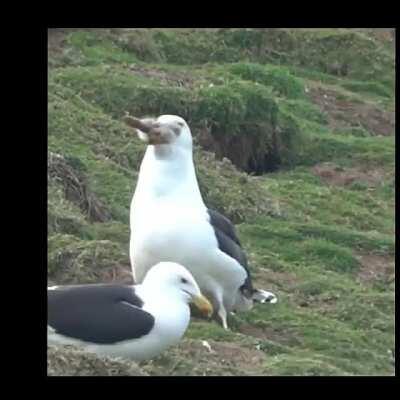 🔥 A seagull devouring a whole rabbit