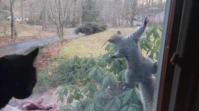 My cat, the squirrel whisperer