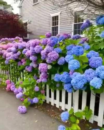 The range of colors of these Hydrangea flowers