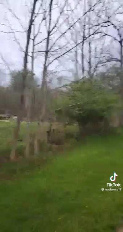 dog shocked on the fence, owner and the donkey laugh at her