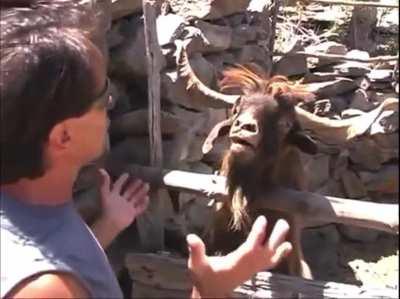 Man argues with spitting goat