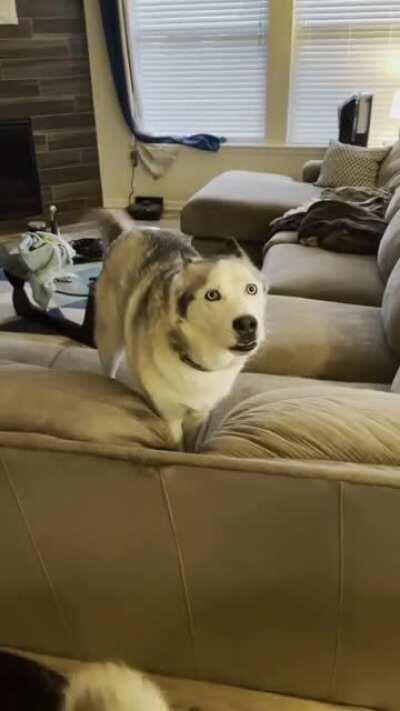 Goose stomps his feet and buries his head in the couch when he doesn’t get what he wants.