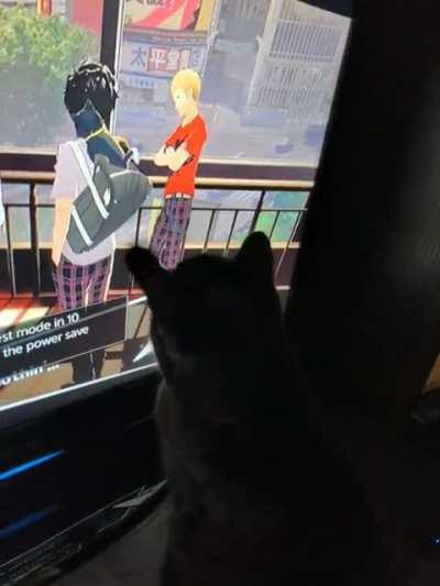 Playing P5 for the first time and I come back to find my cat has an Issue with Morgana