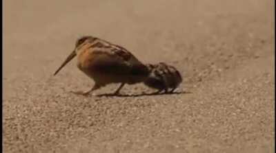 American woodcock luring worms