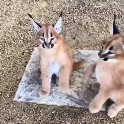 Caracal Kids