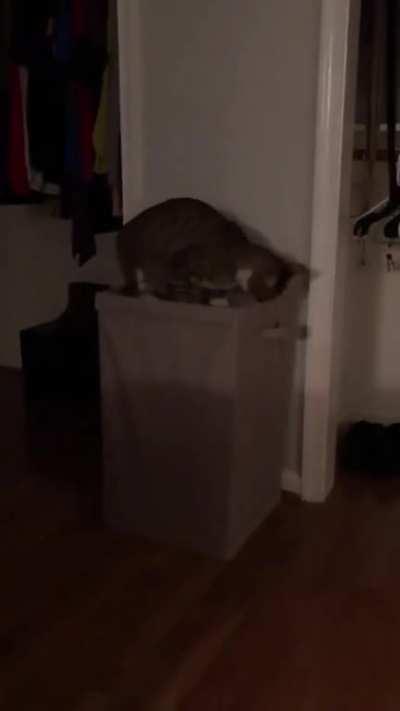 HMC while i do purrkour