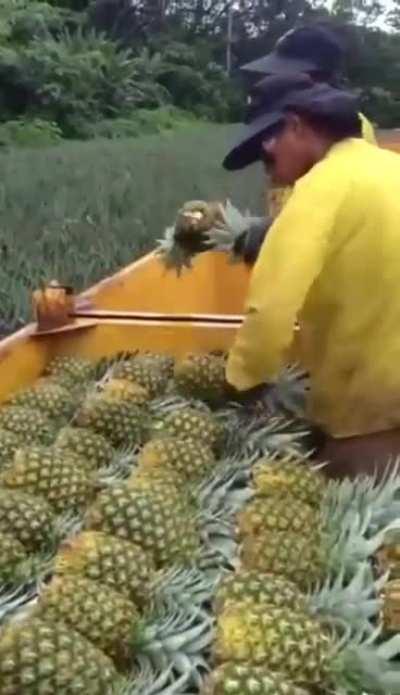 The Real Knights of Pineapple