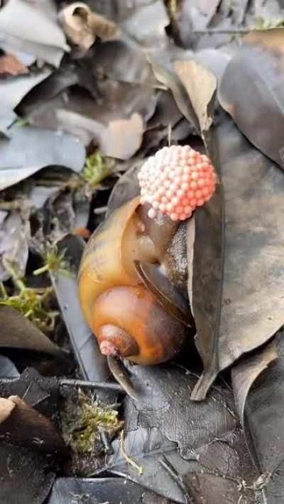 Snail laying its eggs :