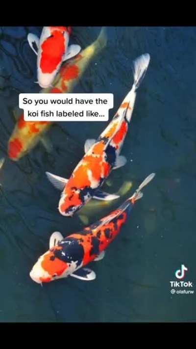 Most people don’t know this about koi fish