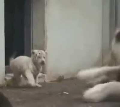 Baby tiger sneaks up on its mother