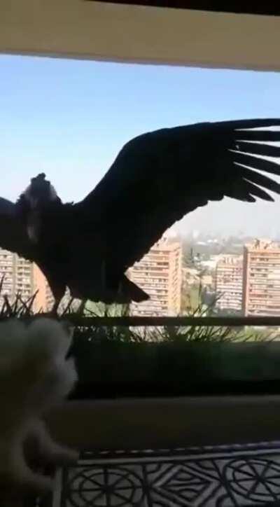 Condors visiting a poodle.