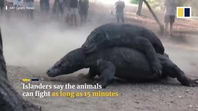 Two Komodo dragons fighting