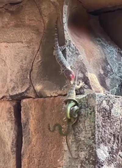 This gecko fighting a Chrysopelea, more commonly known as the flying snake, and saving her kid