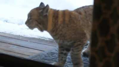 Cat vs Bobcat