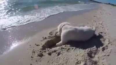 Pupper tries to protect his sand hole from the ocean