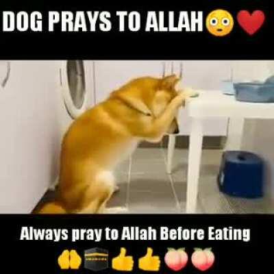 dog praying to allah?!?!?😭😌☺😤✊😲🙆‍♂️