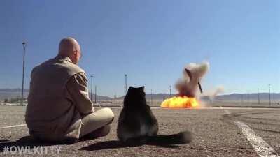 If Walter White had a Cat