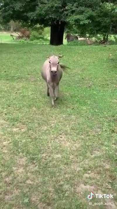 Donkey is excited to see his best friend after a long week apart